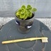 ランキングキーワードに紐づく投稿画像-多肉植物