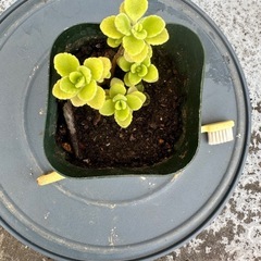 アロマティカス　鉢付き　多肉植物　②の画像