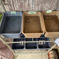 メダカ無人販売　　500円〜の画像