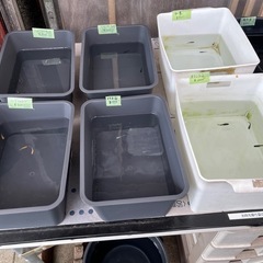 メダカ無人販売　　500円〜の画像