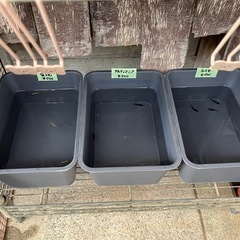 メダカ無人販売　　500円〜の画像