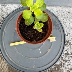 アロマティカス　鉢付き　多肉植物　④　の画像