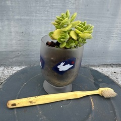 アロマティカス　鉢付き　多肉植物　③　の画像
