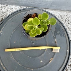 アロマティカス　鉢付き　多肉植物　⑤　の画像