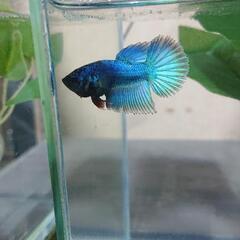 熱帯魚 ベタ オスの画像