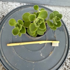 アロマティカス　鉢付き　多肉植物　⑥　の画像