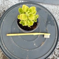 アロマティカス　鉢付き　多肉植物　⑦　の画像