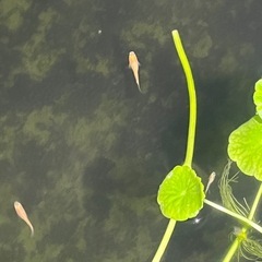 楊貴妃メダカ幼魚10匹の画像