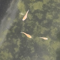 楊貴妃メダカ幼魚10匹の画像