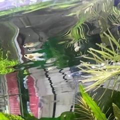 グッピー　ホワイトタイガー稚魚3匹＋補償1匹の画像