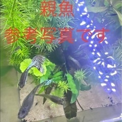 グッピー　ホワイトタイガー稚魚3匹＋補償1匹の画像
