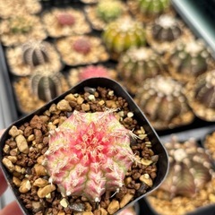 塊根植物　サボテン　色々の画像