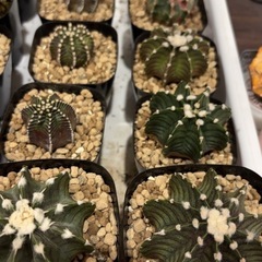 塊根植物　サボテン　色々の画像