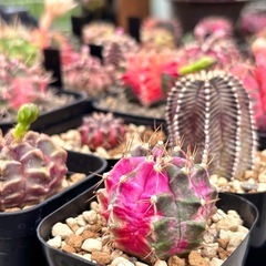 塊根植物　サボテン　色々の画像