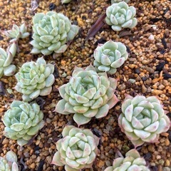塊根植物　サボテン　色々の画像