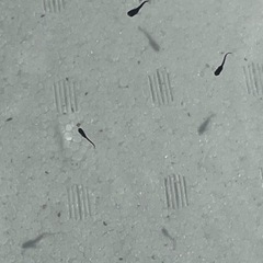 オロチメダカ幼魚20匹の画像