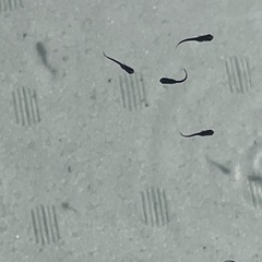 オロチメダカ幼魚20匹の画像