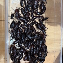カブトムシ、クワガタムシまとめ売りの画像