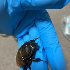 阿古谷レッドボディピンクアイ　カブトムシ　メス3頭の画像