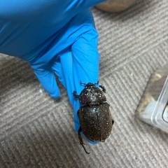阿古谷レッドボディピンクアイ　カブトムシ　メス3頭の画像