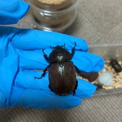 阿古谷レッドボディピンクアイ　カブトムシ　メス3頭の画像