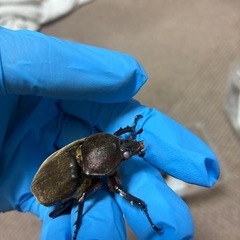 阿古谷レッドボディピンクアイ　カブトムシ　メス3頭の画像