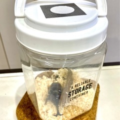 ☆NEW☆【はなぶさ3カブト虫ペア計8】の画像