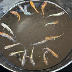 🌈三色体外光✨の画像