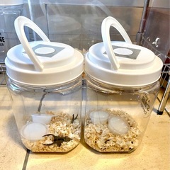 ☆NEW☆【はなぶさ3カブト虫ペア計8】の画像