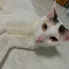 ねこちゃん里親探してます！