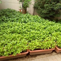 【追加募集】藍の生葉染め@箱根