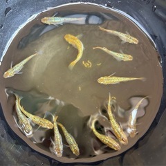 🌈ラメ祭り✨③✨令和黒ラメサファイア💎の画像