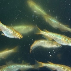 🌈ラメ祭り✨③✨令和黒ラメサファイア💎の画像