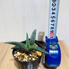 【ハオルチア】竜鱗（テッセラータ）・2.5号ポット付きの画像
