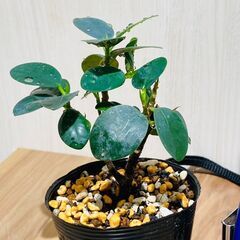 【観葉植物】パンダガジュマル（2.5号ポット付き）の画像