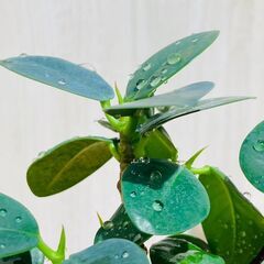 【観葉植物】パンダガジュマル（2.5号ポット付き）の画像