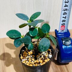 【観葉植物】パンダガジュマル（2.5号ポット付き）の画像