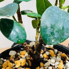 【観葉植物】パンダガジュマル（2.5号ポット付き）の画像