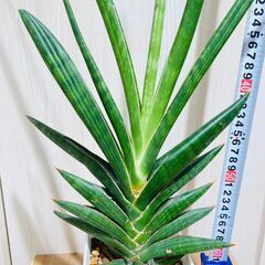 【観葉植物】サンスベリア・ケニア（3.5号鉢つき）の画像