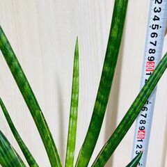 【観葉植物】サンスベリア・ケニア（3.5号鉢つき）の画像