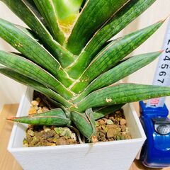 【観葉植物】サンスベリア・ケニア（3.5号鉢つき）の画像