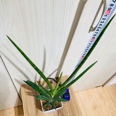 【観葉植物】サンスベリア・ケニア（3.5号鉢つき）の画像