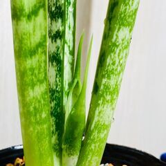 【観葉植物】サンスベリア・トリファスキアタ ローレンティ （3.5号ポット付き）の画像