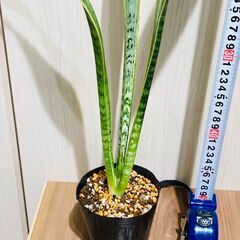 【観葉植物】サンスベリア・トリファスキアタ ローレンティ （3.5号ポット付き）の画像