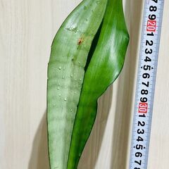 【観葉植物】サンスベリア・ムーンシャイン（3.5号鉢つき）の画像