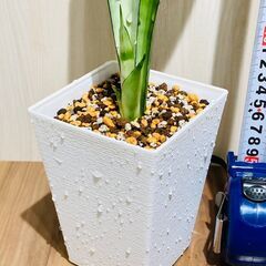 【観葉植物】サンスベリア・ムーンシャイン（3.5号鉢つき）の画像