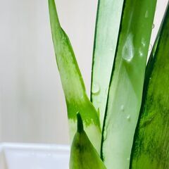 【観葉植物】サンスベリア・ムーンシャイン（3.5号鉢つき）の画像