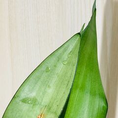 【観葉植物】サンスベリア・ムーンシャイン（3.5号鉢つき）の画像