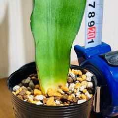 【観葉植物】サンスベリア・ムーンシャイン（3号ポット付き）の画像