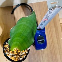 【観葉植物】サンスベリア・ムーンシャイン（3号ポット付き）の画像